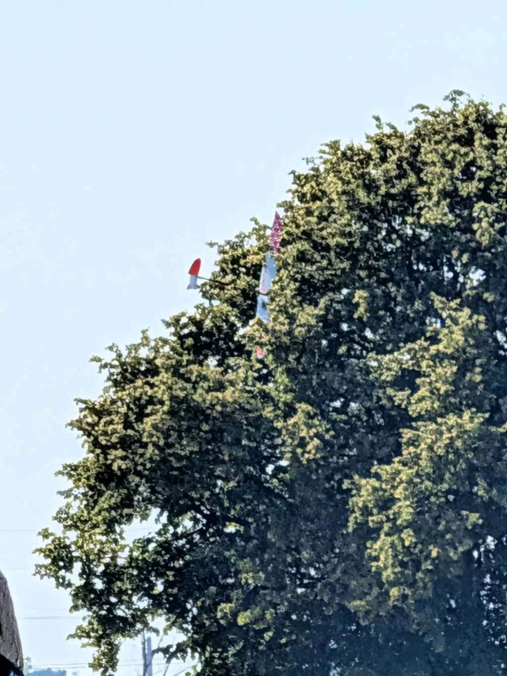 Ein Segelflugmodell hängt in der Krone eines hohen Laubbaums