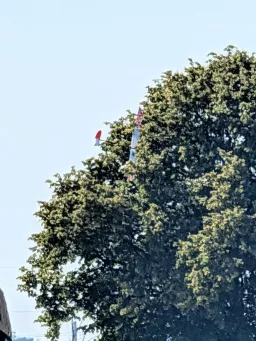 Ein Segelflugmodell hängt in der Krone eines hohen Laubbaums