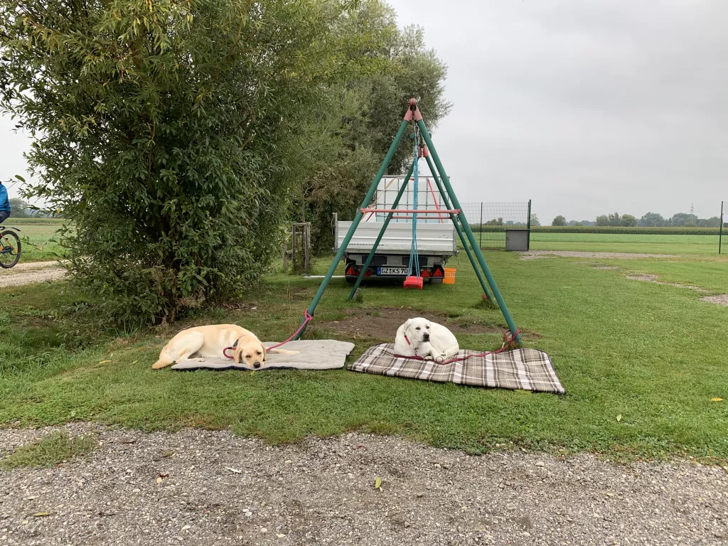 Zwei wei&szlig;e und beige Hunde ruhen auf Picknickdecken neben gr&uuml;nem Dreieckst&auml;nder und Anh&auml;nger auf Wiese
