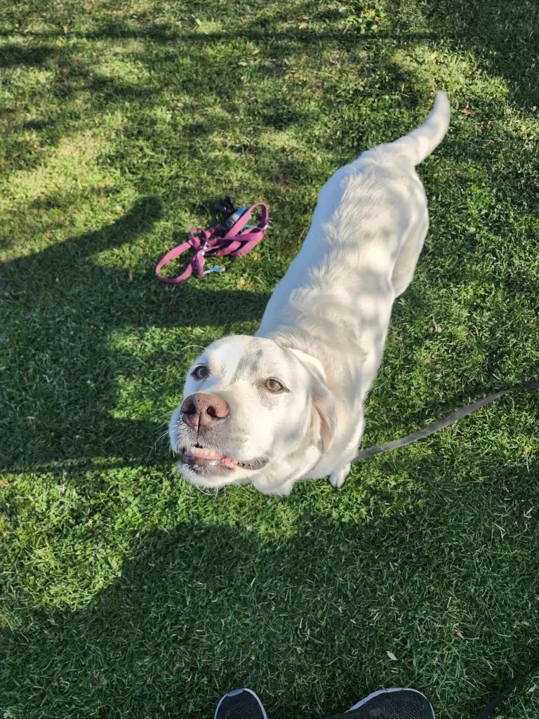 Wei&szlig;er Labrador sitzt auf gr&uuml;nem Rasen neben rosafarbener Hundeleine, Blick nach oben